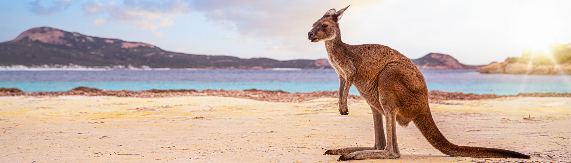 Kangourou sur Kangaroo Island