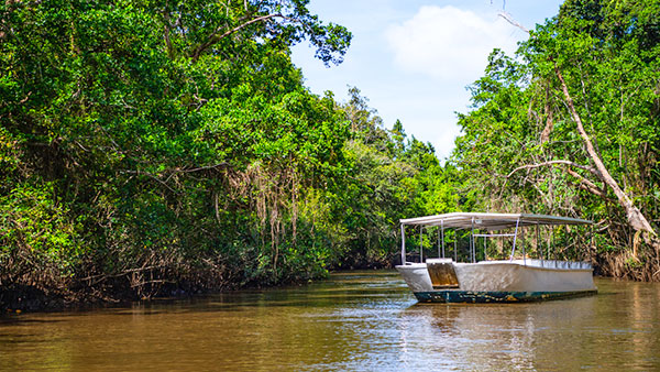 Daintree River