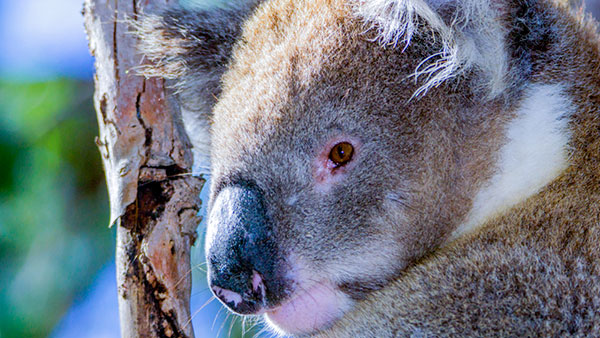 Koala sur l'île Kangaroo Island