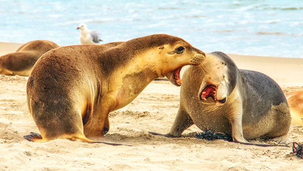 Lions de mer sur la plage de Kangaroo Island