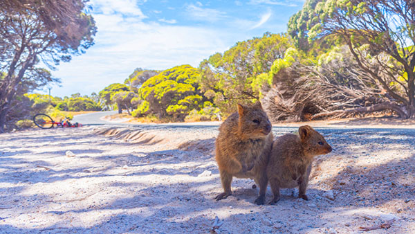 Quokka à Rottnest Island