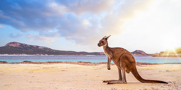 Kangourou sur Kangaroo Island