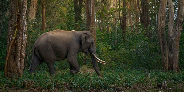 Centre de protection des éléphants Mandalao