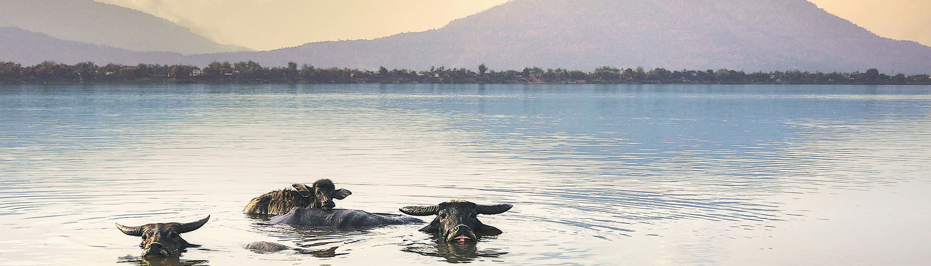 Buffles dans le Mekong