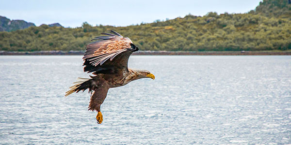 Aigle de mer - Norvège