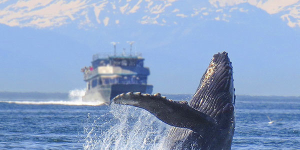 Baleine - Norvège