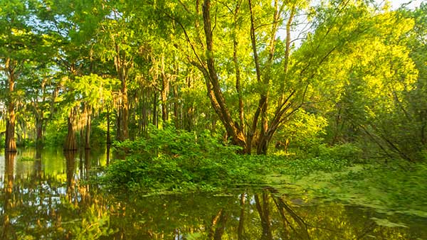 Atchafalaya Basin