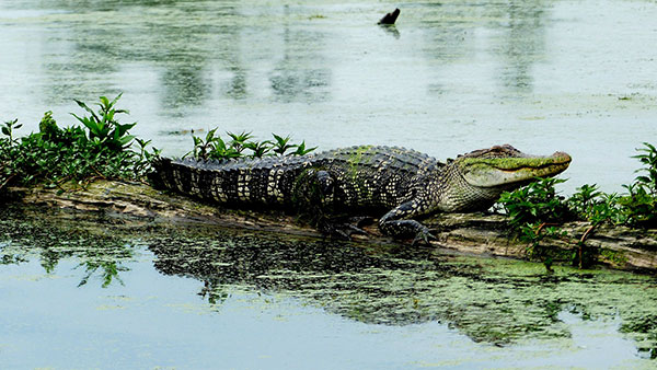 Cajun Man's Swamp Tours and Adventures