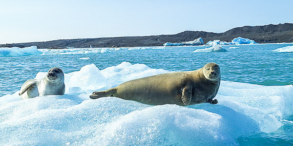 You are currently viewing Sylvie et Marc / Voyage sur mesure en Islande / Août 2025