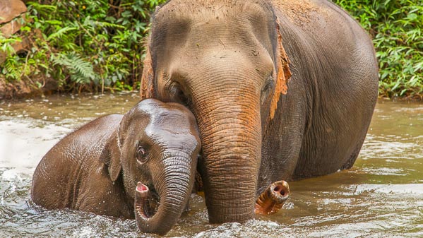 Mother and Baby Elephant Bathing in the River