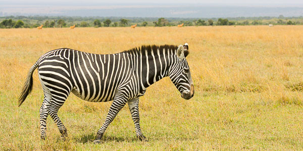 You are currently viewing Pierre et Maryam / Voyage sur mesure au Kenya / Janvier 2026